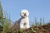 BICHON FRISE 231